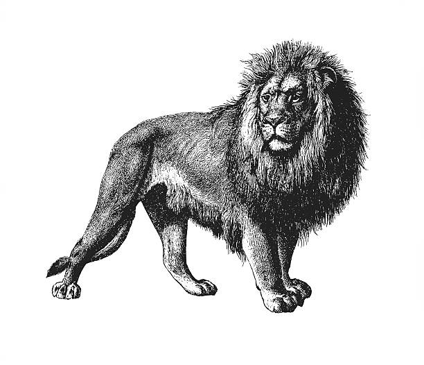 ilustrações de stock, clip art, desenhos animados e ícones de leão isolado a branco - undomesticated cat white background pattern isolated