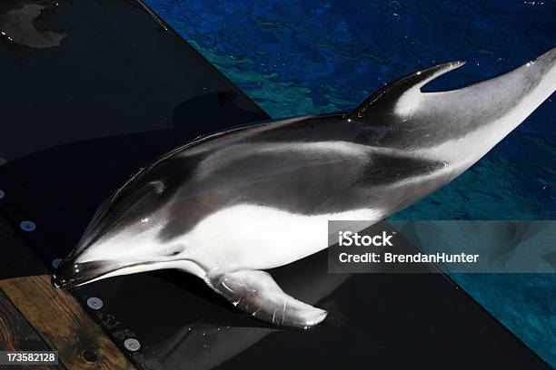 돌고래 On 쇼어 고독-개념에 대한 스톡 사진 및 기타 이미지 - 고독-개념, 고래류, 곡선