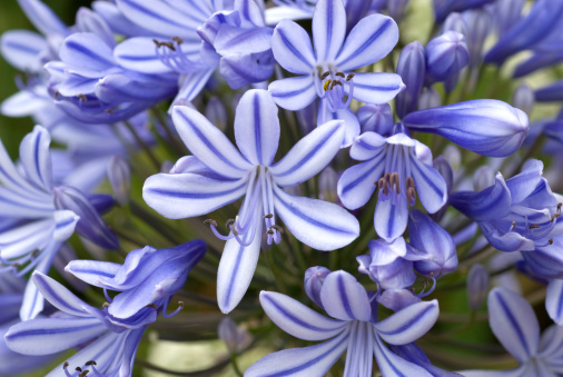 Close-up of a blooming african lily (Agapanthus).Related images;