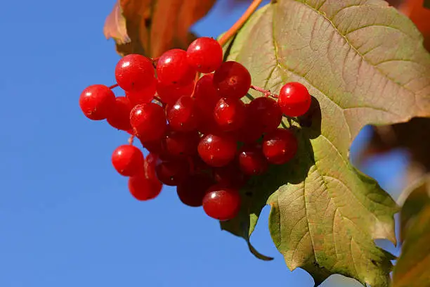 A close-up of berries of a guilder-rose.