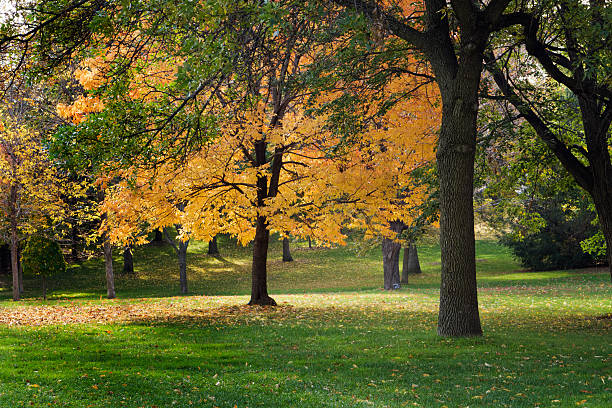 istock Autumn Color in the Park 173582226