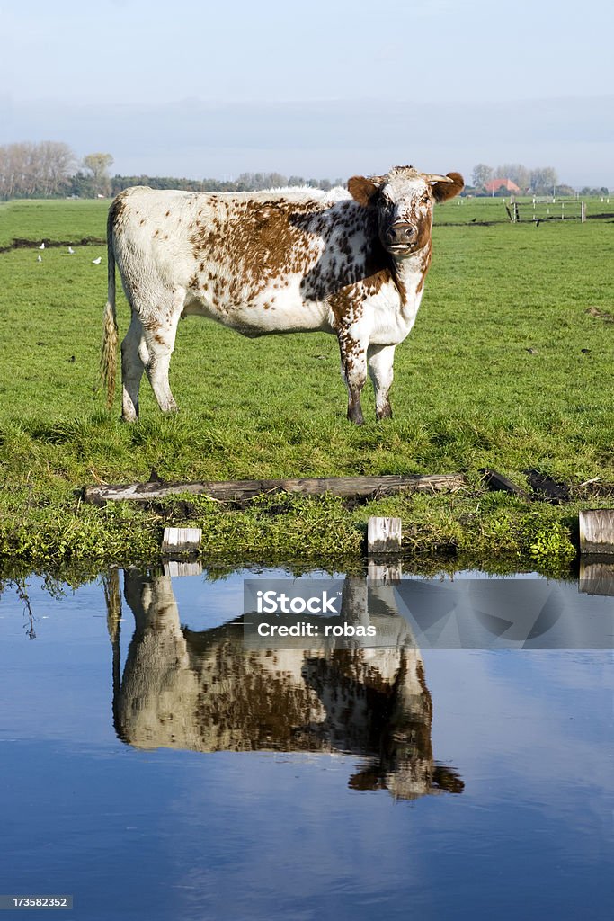 Reflejo de vaca - Foto de stock de Agricultura libre de derechos