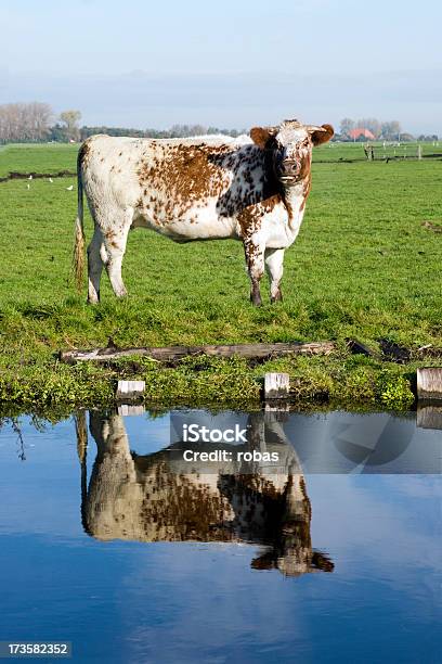 Vaca Reflexão - Fotografias de stock e mais imagens de Agricultura - Agricultura, Animal, Ao Ar Livre