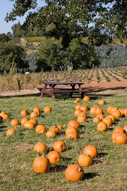 Photo of Pumpkin patch on a farm