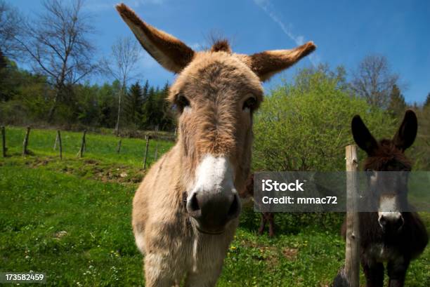 Funny Burros Foto de stock y más banco de imágenes de Agricultura - Agricultura, Aire libre, Alegre