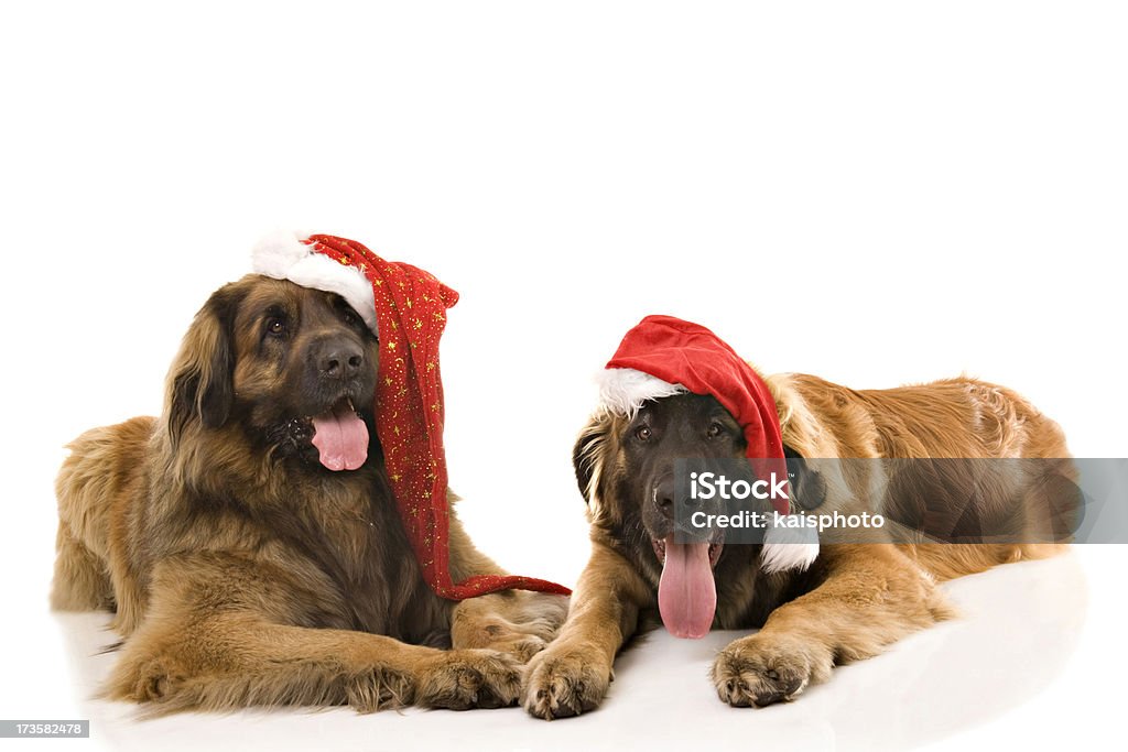 Two Leonbergers wearing Santa hats One is adult dog and the other is 7 month old puppy. Similar: Leonberger Stock Photo
