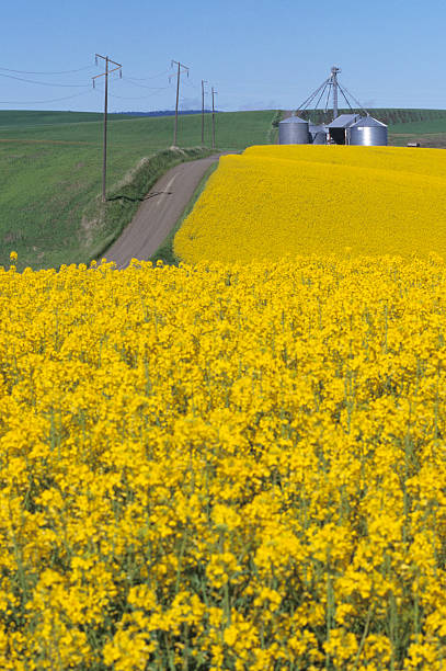 istock Rapeseed in the Palouse 173582553