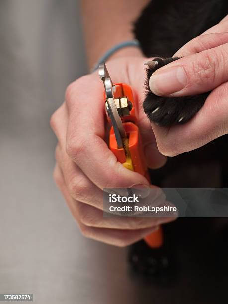 Foto de Acabamento De Unhas e mais fotos de stock de Adulto - Adulto, Animal, Animal de estimação