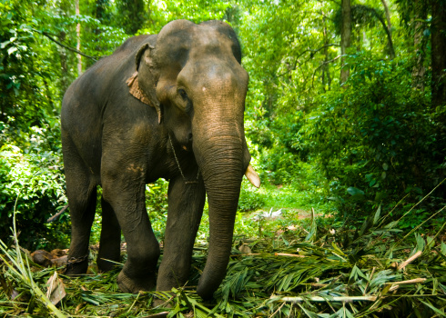 Man feeding adult elephant with banana in tropical green forest at sanctuary in Thailand.