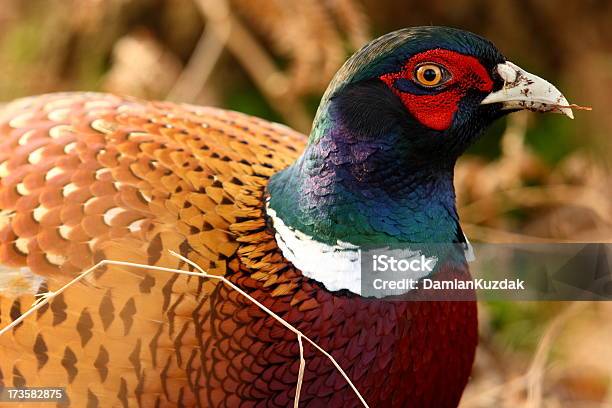 Faisán Común Foto de stock y más banco de imágenes de Aire libre - Aire libre, Animal, Animal macho