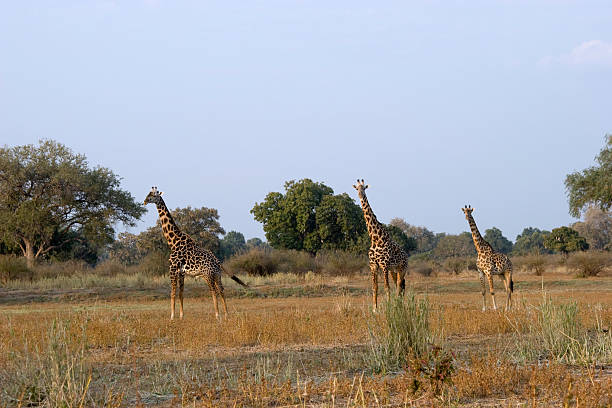 giraffe - mehrere tiere foto e immagini stock