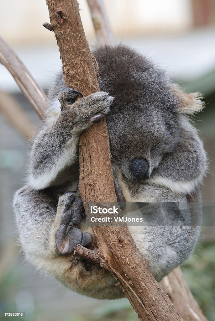 Koala appeso su - Foto stock royalty-free di Animale