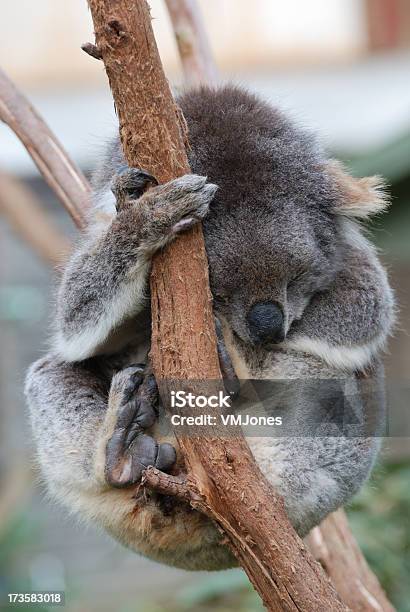 Koala Appeso Su - Fotografie stock e altre immagini di Animale - Animale, Artiglio, Australia