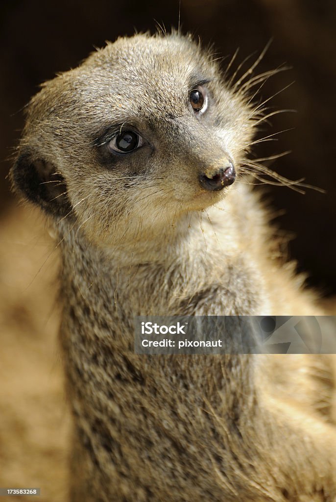 Suricata retrato - Foto de stock de Animal libre de derechos