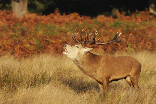 istock Red deer stag Cervus elaphus bellowing roaring in dawn sunlight 173583321