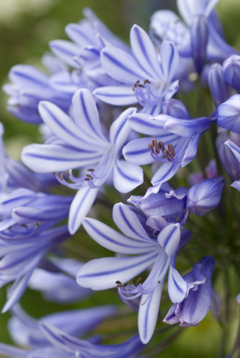 Close-up of a blooming african lily (Agapanthus).Related images;