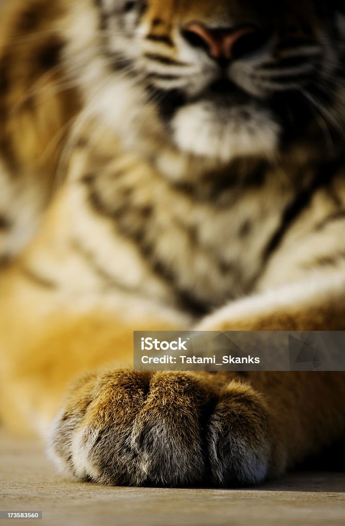 Лапы тигра - Стоковые фото Тигр роялти-фри