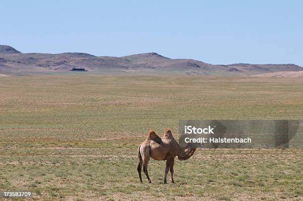 외로운 낙타 At 고비 사막의 몽고 0명에 대한 스톡 사진 및 기타 이미지 - 0명, 건조한, 경관