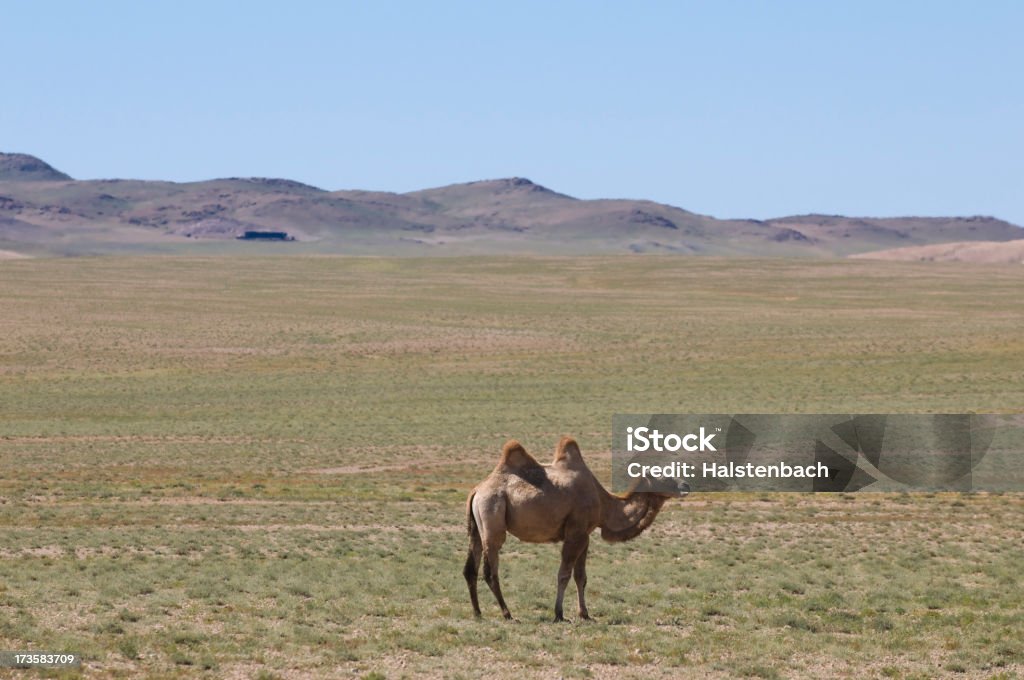 Solitário camelo no Deserto de Gobi, Mongólia - Royalty-free Animal Foto de stock