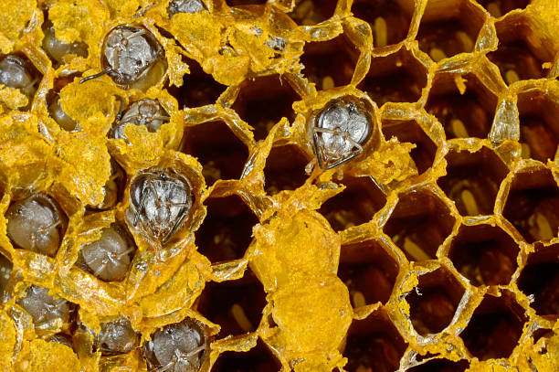 abelhas e colméia - beeshives imagens e fotografias de stock