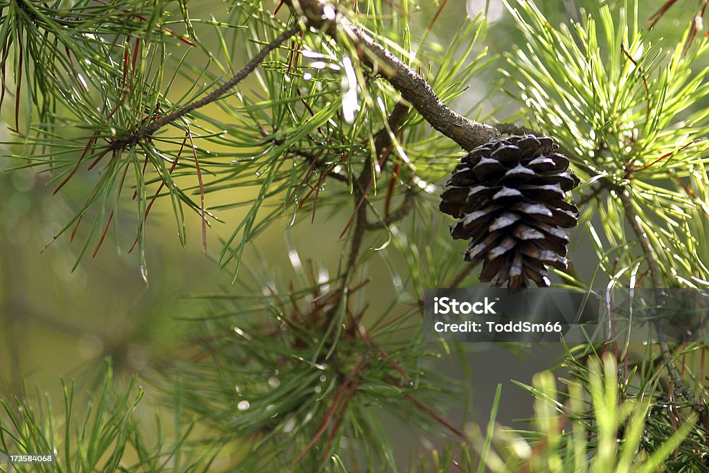 Pinecone - Стоковые фото Вечнозелёное дерево роялти-фри