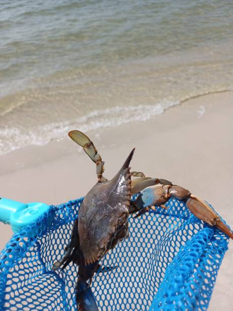 Caught it! Crab catching at the beach crabbing stock pictures, royalty-free photos & images
