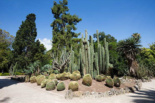 istock Desert Garden in Valencia 173584364