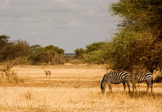 istock Zebras and gerenuk 173584490