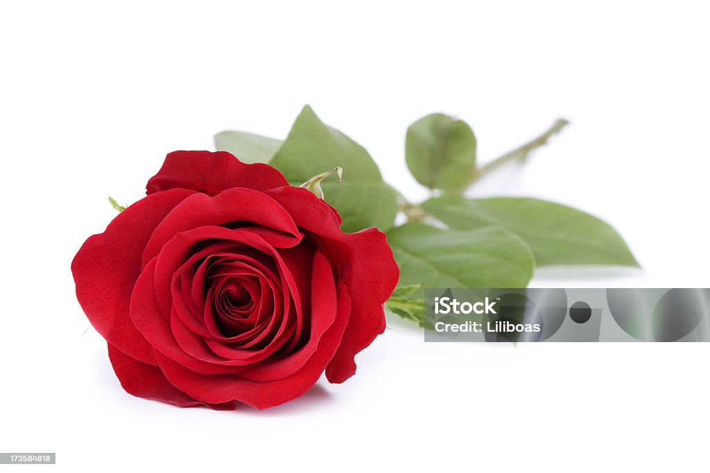 Roses on White - Royalty-free Enkele roos Stockfoto