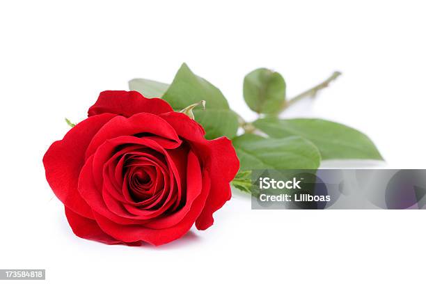 Roses On White Stockfoto en meer beelden van Enkele roos - Enkele roos, Rood, Roos - Bloemen