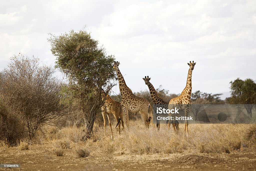 Giraffe Familie in Amboseli. - Lizenzfrei Afrika Stock-Foto