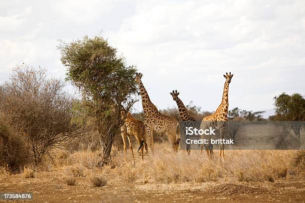 Giraffe Familie In Amboseli Stockfoto und mehr Bilder von Afrika - Afrika, Amboseli-Nationalpark, Ausgedörrt