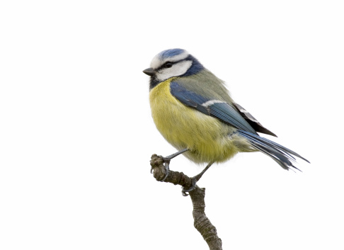 Blue tit (Cyanistes caeruleus or Parus caeruleus) isolated on a white background. RAW-file developed with Adobe Lightroom.