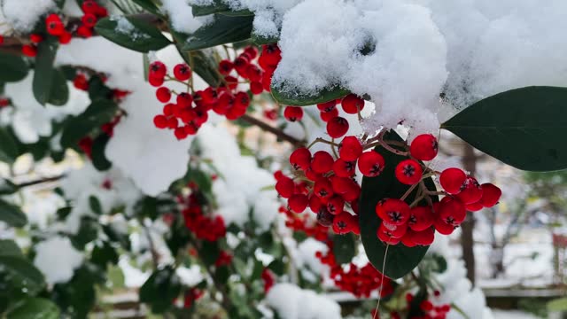 Flowers swaying in wind in snow stock video