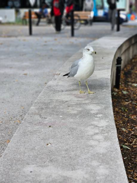 istock Herring Gull autumn fall Montreal, Canada 1735850506