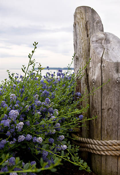 Dockside tappo lavanda - foto stock