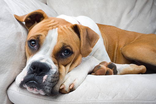 Wide angle close up of a brown and white boxer resting his head on his big comfy couch looking at the camera.