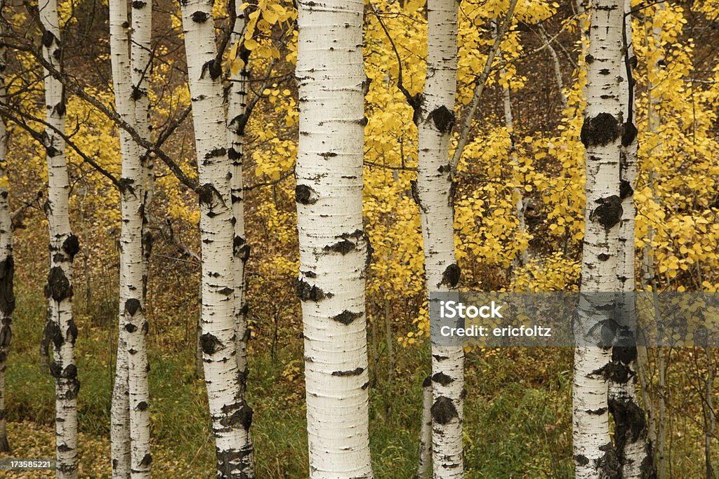 Trembles en automne - Photo de Black Hills libre de droits