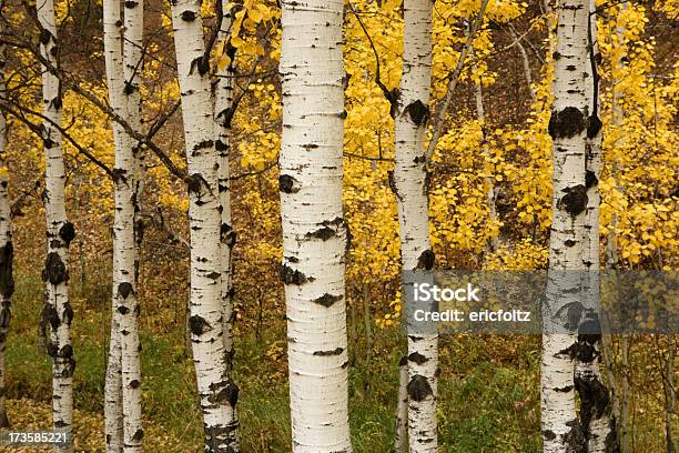 Queda Aspens - Fotografias de stock e mais imagens de Black Hills - Black Hills, Dakota do Sul, Outono