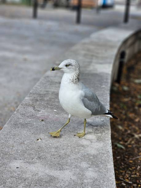 istock Herring Gull autumn fall Montreal, Canada 1735852697