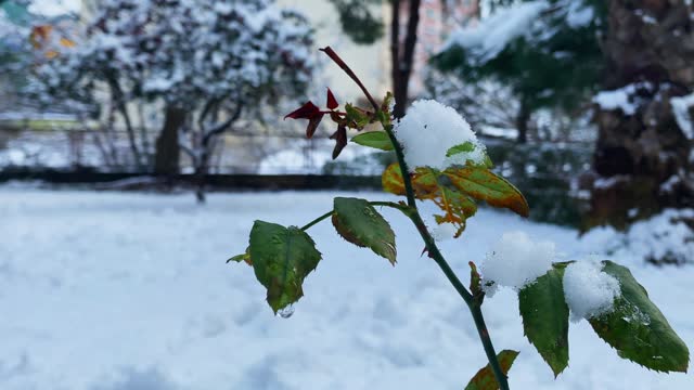 Flowers swaying in wind in snow stock video