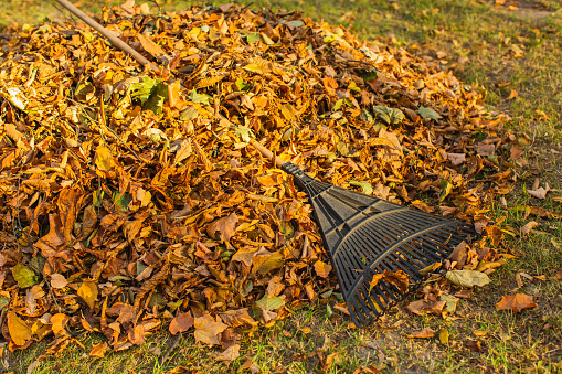 Leaf rake. Autumn.