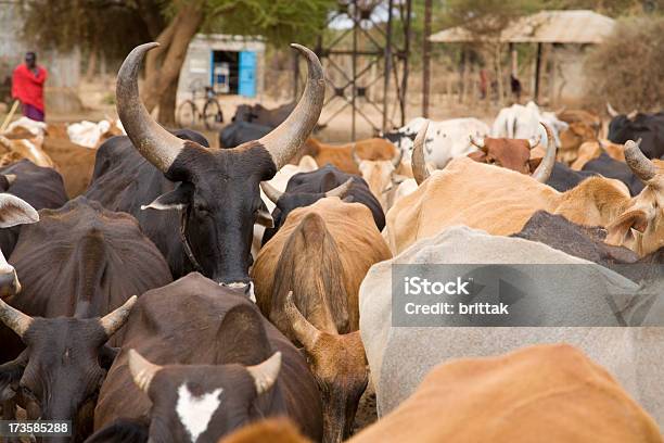 Masai Ganado Foto de stock y más banco de imágenes de Animal doméstico - Animal doméstico, Color - Tipo de imagen, Colorido