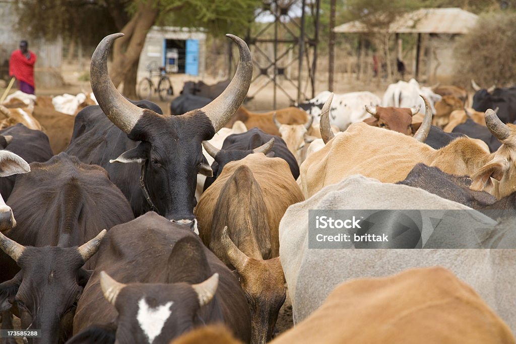マサイ族の牛ます。 - アフリカのロイヤリティフリーストックフォト