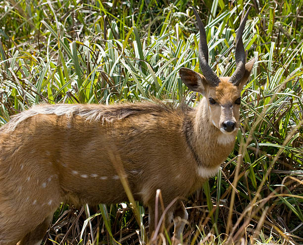 Bushbuck "Bushbuck, Tragelaphus scriptusSee my other pictures from Africa" bushbuck stock pictures, royalty-free photos & images