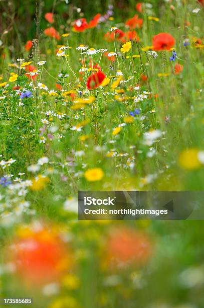 Prato Di Campo - Fotografie stock e altre immagini di Ambientazione esterna - Ambientazione esterna, Bellezza naturale, Botanica