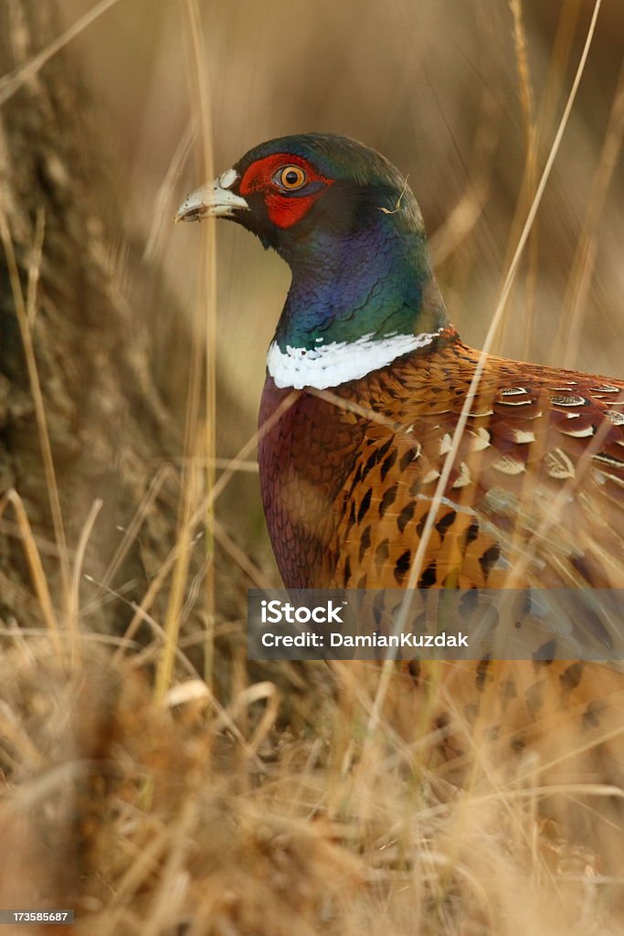 Wspólne Bażant (Phasianus colchicus) - Zbiór zdjęć royalty-free (Bażant - Ptak łowny)