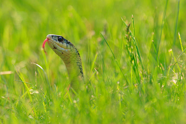 Snake na grama - foto de acervo