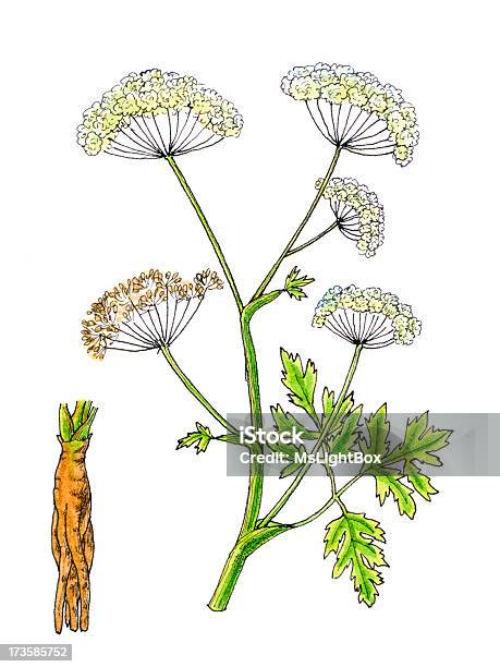 Botanico Divisione - Immagini vettoriali stock e altre immagini di Fitoterapia cinese - Fitoterapia cinese, Angelica - Erba aromatica, Agricoltura