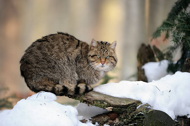 A stunning European Wildcat looking up at the sky